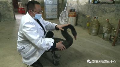 受伤黑天鹅“空降”工地 他们开启了联合救助......
