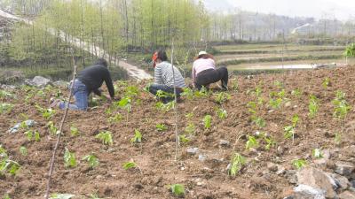 【我们的新时代⑪】路口镇：药材基地补种忙 村民致富有“良方”