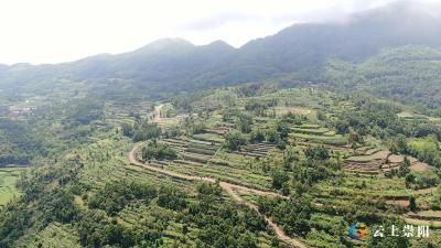 【记者乡村行（65）】崇阳：春耕备耕正当时 漫山油茶春意浓