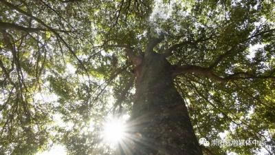 崇阳：“树医生”把脉 保“活化石”健康