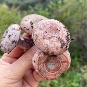 【崇阳美文】李玉娥：四月 食在崇阳