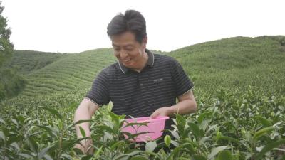 “湖北五一劳动奖章”获得者葛小峰：“一棵茶树”致富一方人   “一片叶子”带动一方产业
