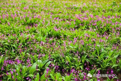 【记者乡村行（89）】崇阳：白芨花开是美景更有“钱”景