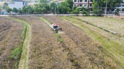 【我们的新时代㉓】崇阳县20.1万亩油菜喜获丰收