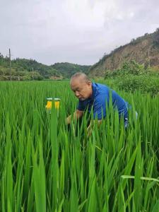 守得住清苦的高级农艺师王治虎