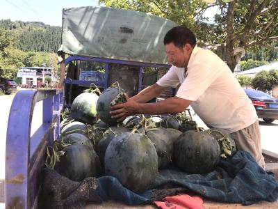 果肉金黄，沙脆香甜！崇阳县桂花泉镇官庄村黄瓤西瓜成熟啦~