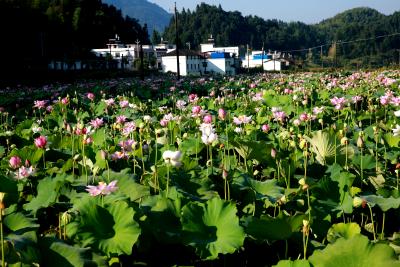 【崇阳美文】廖瑜：夏之律