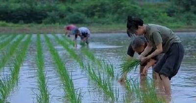 【崇阳美文】徐功频：我家阳台晒饭干