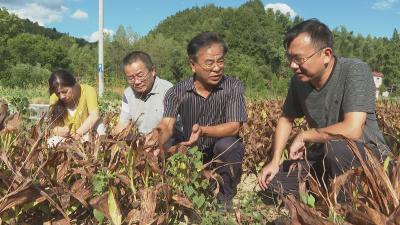 华中农业大学专家组到崇阳县调研指导中药材抗灾减灾工作