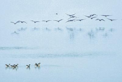 近3万只候鸟率先飞抵沉湖湿地 武汉成立“湿地卫士”志愿队 护卫鸟儿们安全越冬