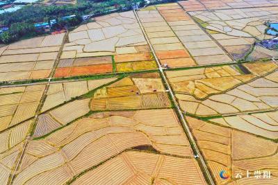 【记者乡村行（114）】崇阳：种养循环“变粪为肥”成为秋冬播新亮点