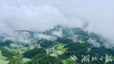 中国板党之乡恩施板桥镇：一株党参解锁致富密码