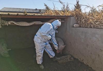 注意！这些畜禽和畜禽产品需要无害化处理