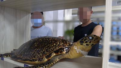 不远万里买玳瑁  崇阳一男子以身试法终落网