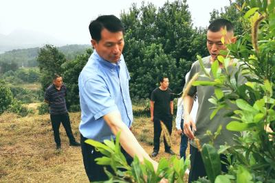 咸宁市领导在崇阳调研时要求践行绿色理念 释放生态红利