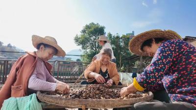 路口镇：小小油茶果 富民大产业