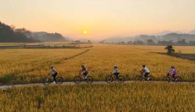 湖北崇阳：风吹稻浪十里香 最美骑行入画来