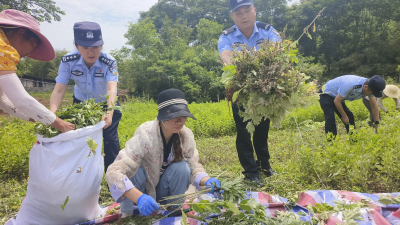崇阳：“警察蓝”邂逅“艾叶绿”  田间警务绘就平安“警”色