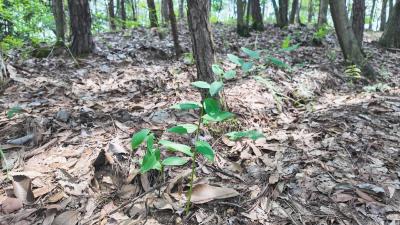肖岭乡锁石村：闲置林地变宝库 林下黄精生“黄金”