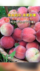 微视 | 【你有好货 我来吆喝】去崇阳田夫公社，鲜到炸的桃子管够！