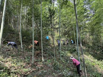 桂花泉镇：山上有林 林下遍地是黄精