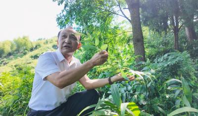 山林种好药 这个村有诀窍