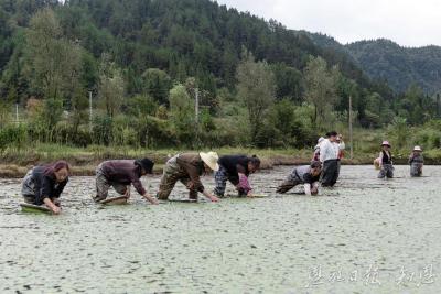 绿水青山育珍馐 ——利川莼菜的生态重生与富民路