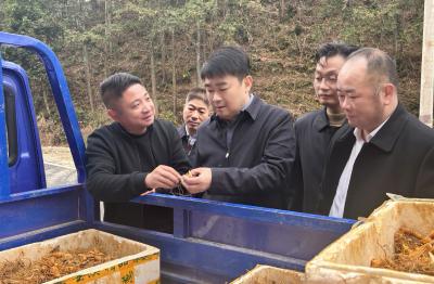 徐望深入桂花泉镇调研时强调：发挥资源优势  因地制宜推动林下经济高质量发展