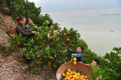 要看懂《得闲谨制》，须吃一个秭归泄滩的橙子