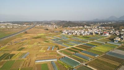 青山镇城万村：千亩蔬菜喜丰收
