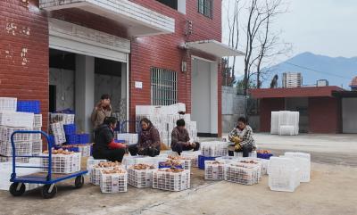 从田间到工厂 一条红薯“链”起增收路