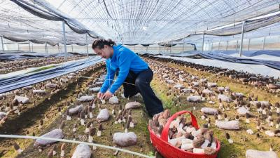 新春将至喜丰收 花山羊肚菌抢“鲜”上市