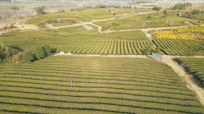 沙坪镇：千亩茶园管护忙 施肥催芽促丰产