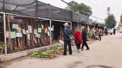 崇阳：春来苗木俏  交易正当时