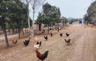 桂花泉镇：跑山鸡“跑”出好“钱景”