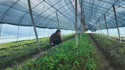 春耕备耕忙 药苗产销旺 高枧乡黄精种苗热销助农增收