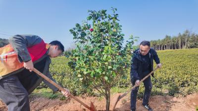 青山镇：厚植生态根基 共筑美丽家园
