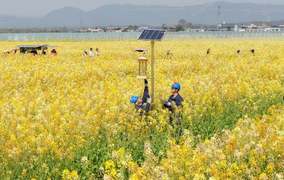 电力护航春耕 守护七彩油菜香