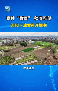 春种“甜蜜”，秋收希望！崇阳下津甘蔗开播啦！