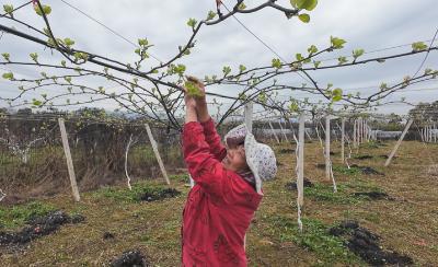 沙坪镇古城村：为果树“理发” 给丰收“攒劲儿”