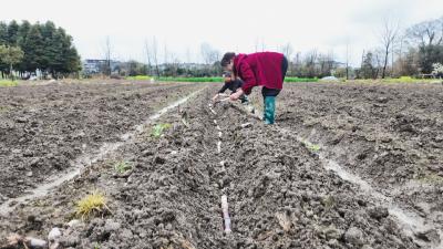 崇阳下津甘蔗春播启动 农户抢抓农时备“甜蜜”