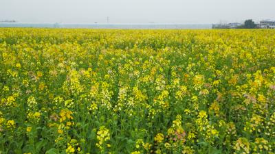 青山镇：七彩油菜花渐入佳境 田间管护忙