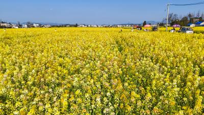 春日限定 崇阳七彩油菜花盛放正当时 最佳观赏期预计还有10天