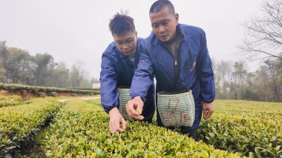 铜钟乡马桥村茶香飘 两代茶农共绘乡村振兴新画卷