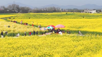 七色花开醉游人 湖北崇阳千人打卡“春赏花”盛宴