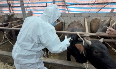 崇阳县启动春季重大动物疫病防控工作 筑牢畜禽安全“防护墙”