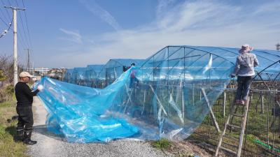 石城镇八一村：葡萄管护正当时