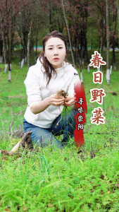 《寻味崇阳》第二十二期｜崇阳春日野菜合集