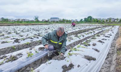 肖岭乡：800亩贡薯苗移栽忙 特色种植助农增收