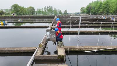 国网崇阳县供电公司：春检保电护航鲟鱼生长 助力特色产业提质增效
